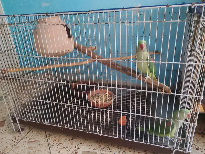 Kashmir phari parrots 2 female — photo 2
