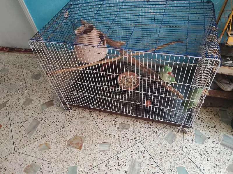 Kashmir phari parrots 2 female — photo 3