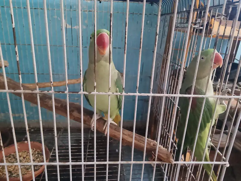 Kashmir phari parrots 2 female — photo 4