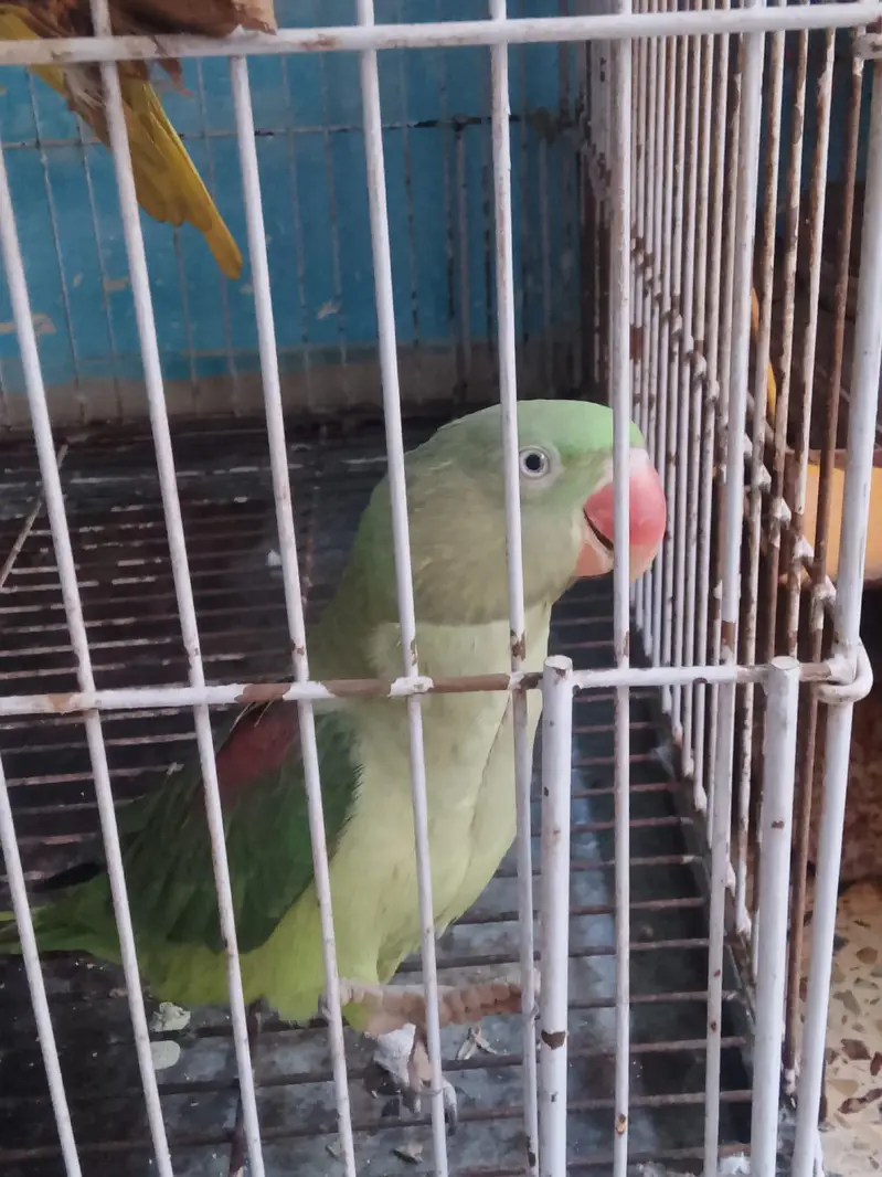 Kashmir phari parrots 2 female — photo 5