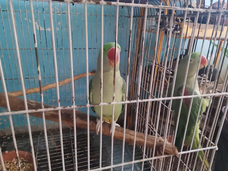 Kashmir phari parrots 2 female — photo 6