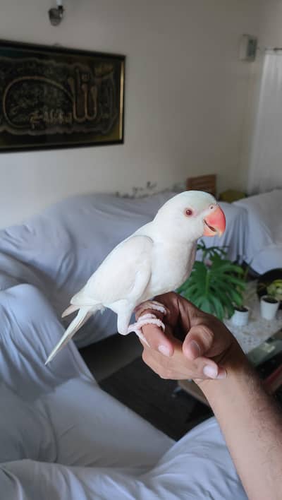 Hand Tamed Parrot Pair
