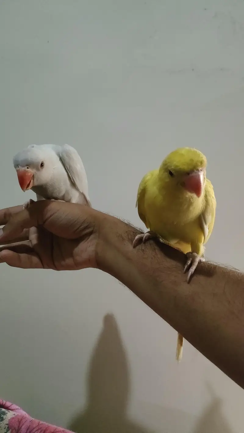 Hand Tamed Parrot Pair — photo 2