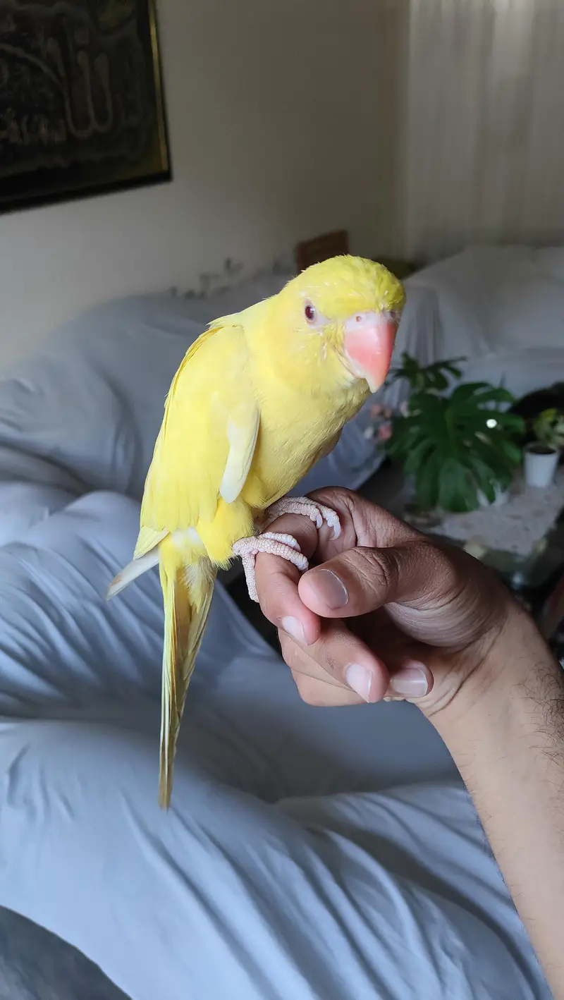 Hand Tamed Parrot Pair — photo 3