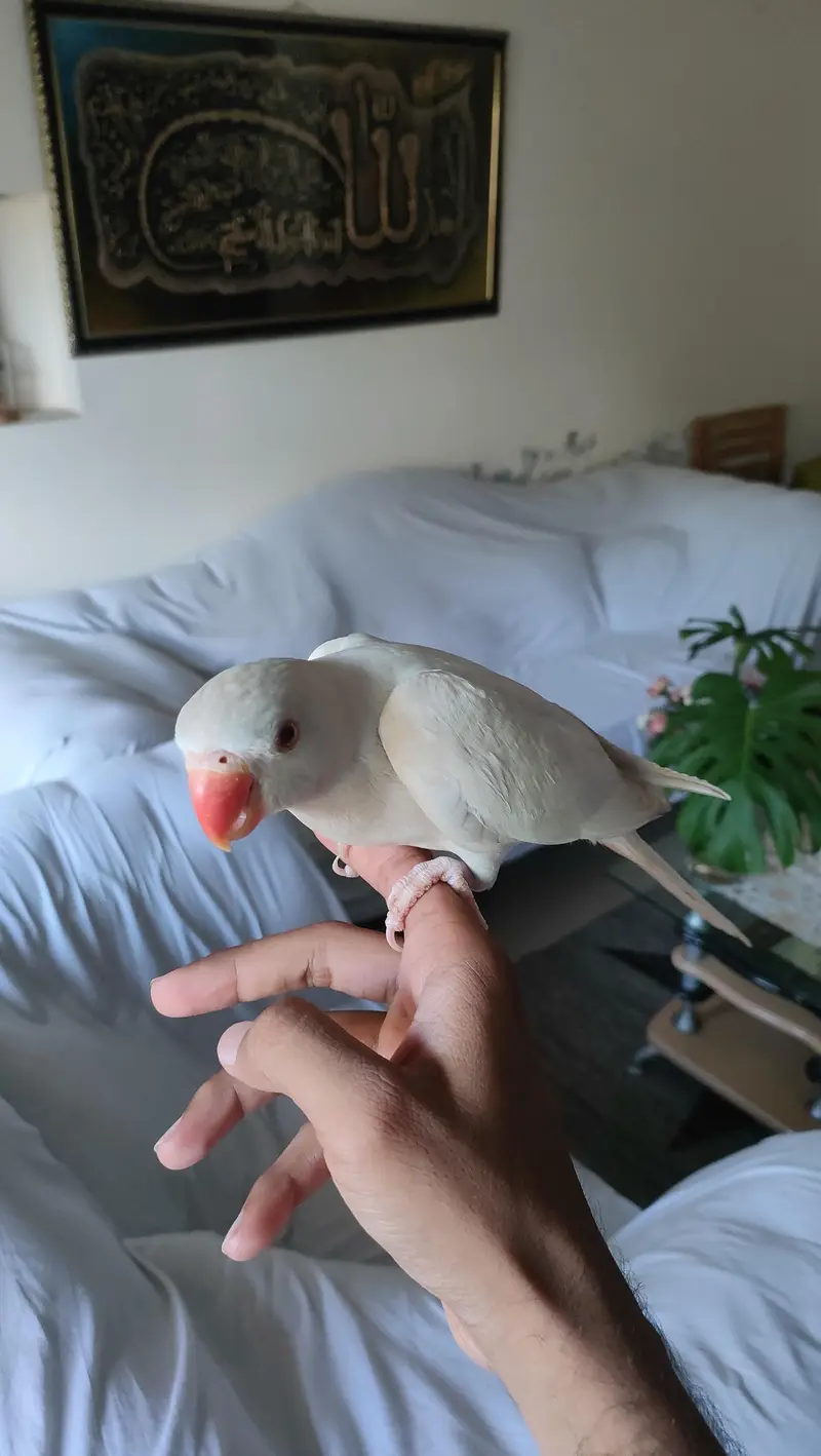 Hand Tamed Parrot Pair — photo 4