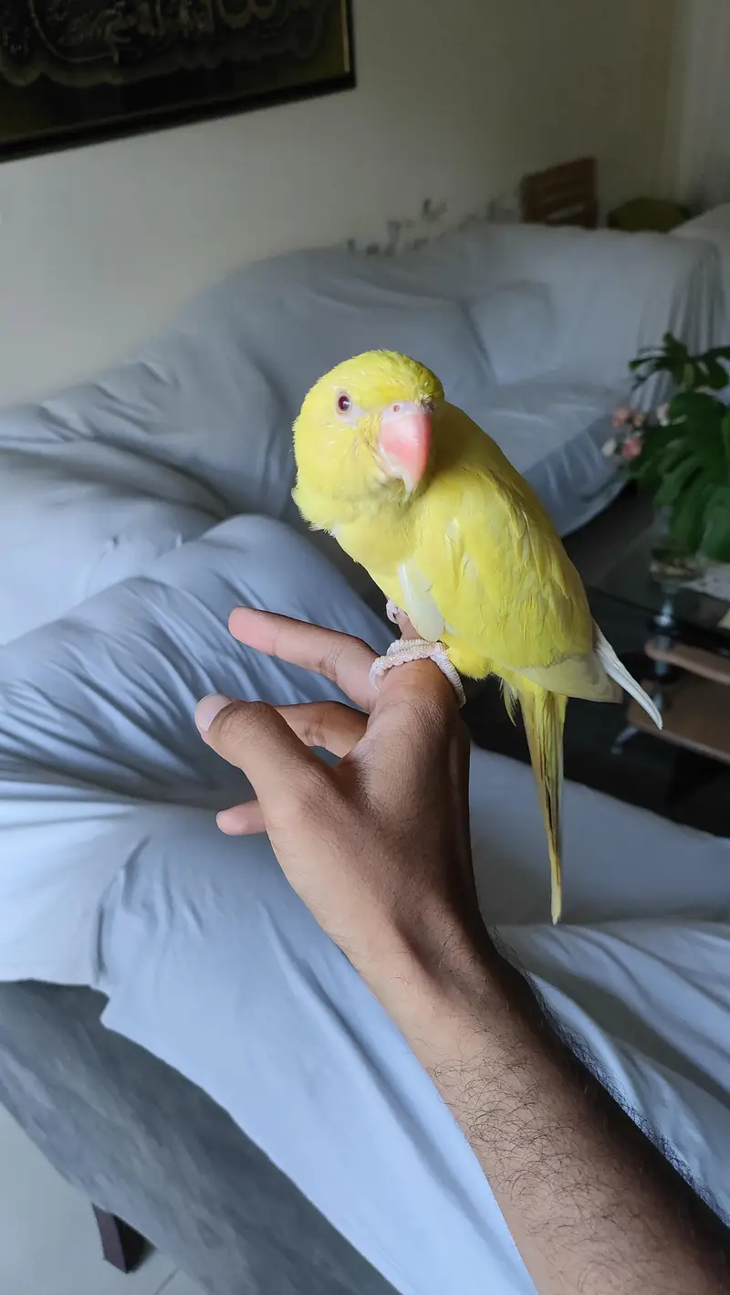 Hand Tamed Parrot Pair — photo 5