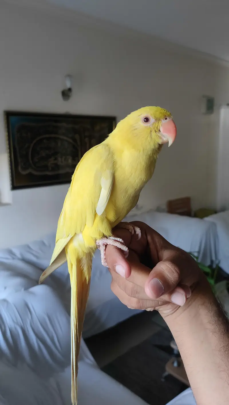 Hand Tamed Parrot Pair — photo 6