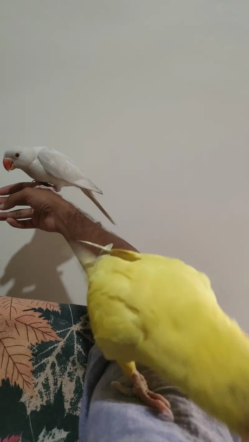Hand Tamed Parrot Pair — photo 7