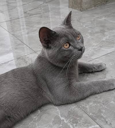 British shorthair hair male cat