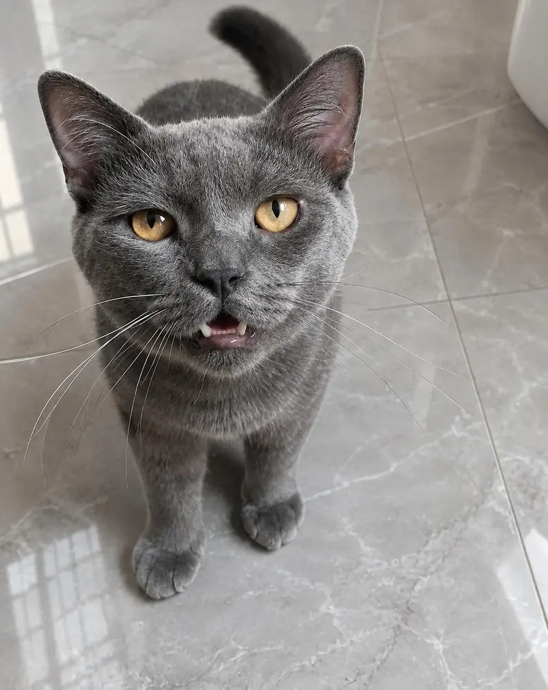 British shorthair hair male cat — photo 2