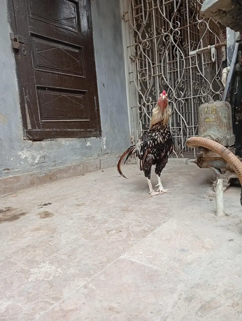 Aseel java pair — photo 7