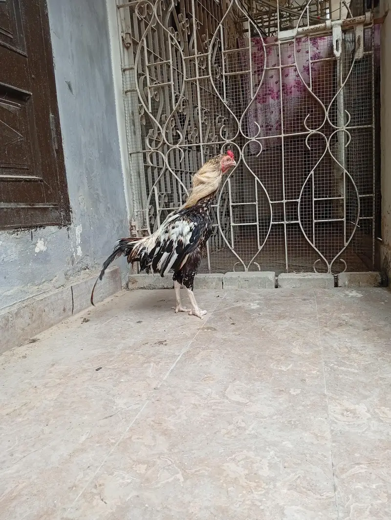 Aseel java pair — photo 8