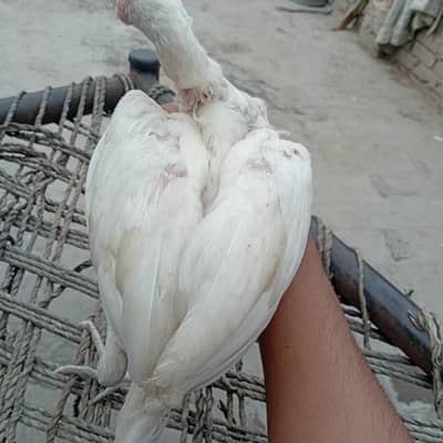 heera