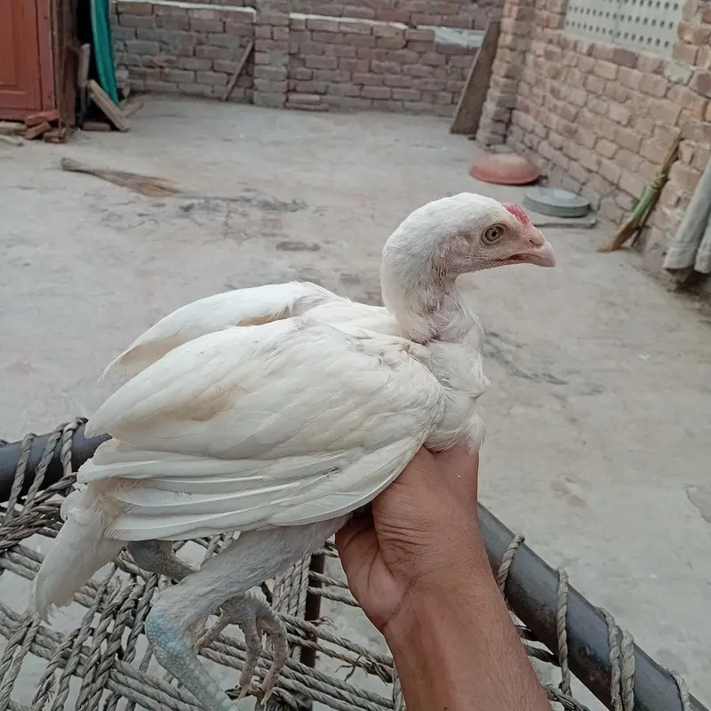 heera — photo 4