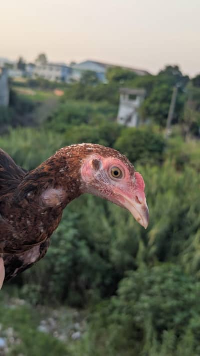 Aseel mainwali Homebreed