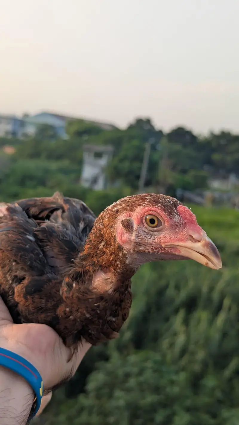 Aseel mainwali Homebreed — photo 2
