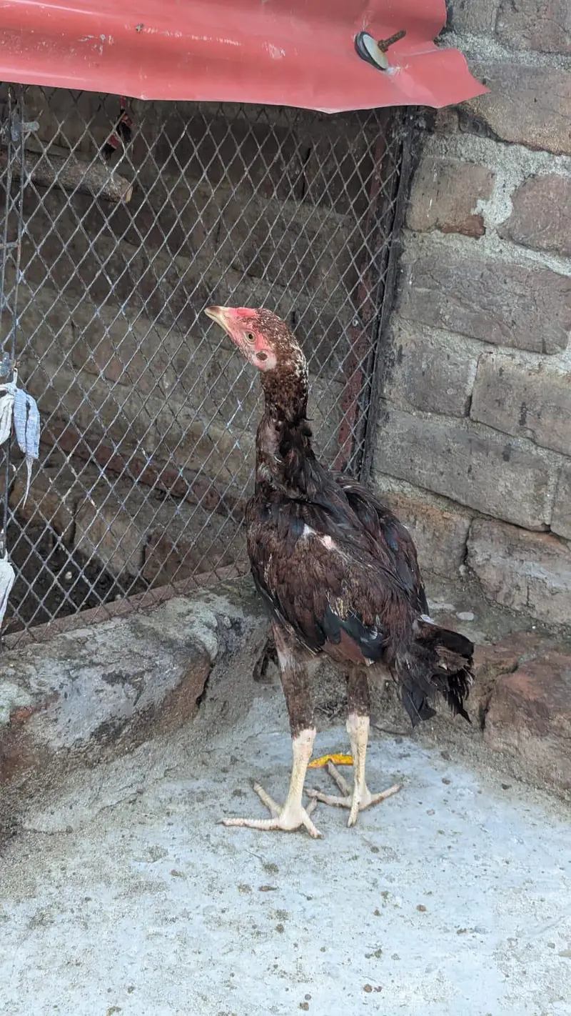 Aseel mainwali Homebreed — photo 3