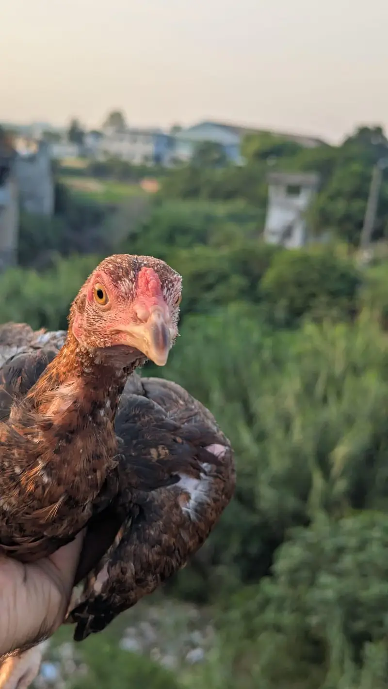 Aseel mainwali Homebreed — photo 4