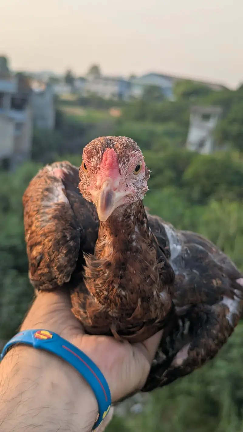 Aseel mainwali Homebreed — photo 5