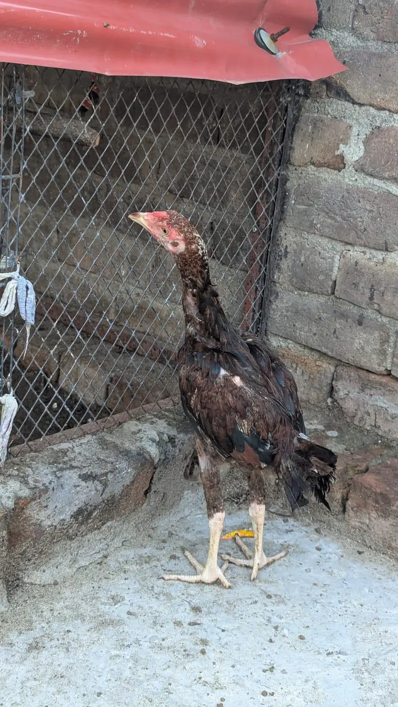 Aseel mainwali Homebreed — photo 6