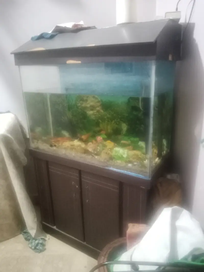 3x2 Ft Glass Fish Aquarium + Wooden Cabinet + Fish + Accessories