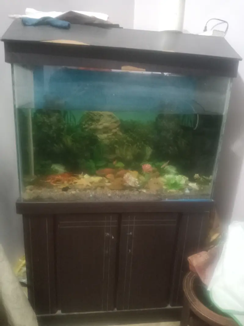 3x2 Ft Glass Fish Aquarium + Wooden Cabinet + Fish + Accessories — photo 2