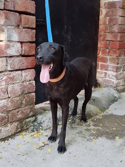 Labrador female near to heat