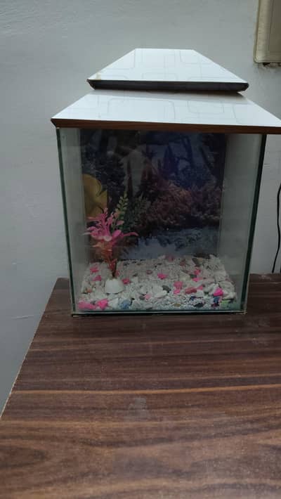 Fish Aquarium.