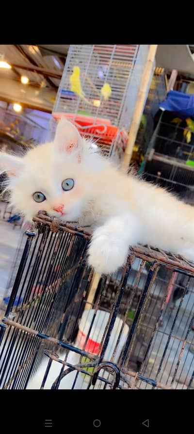 Quality Persian cat & Kittens. Male & female 03479996792. whatsapp