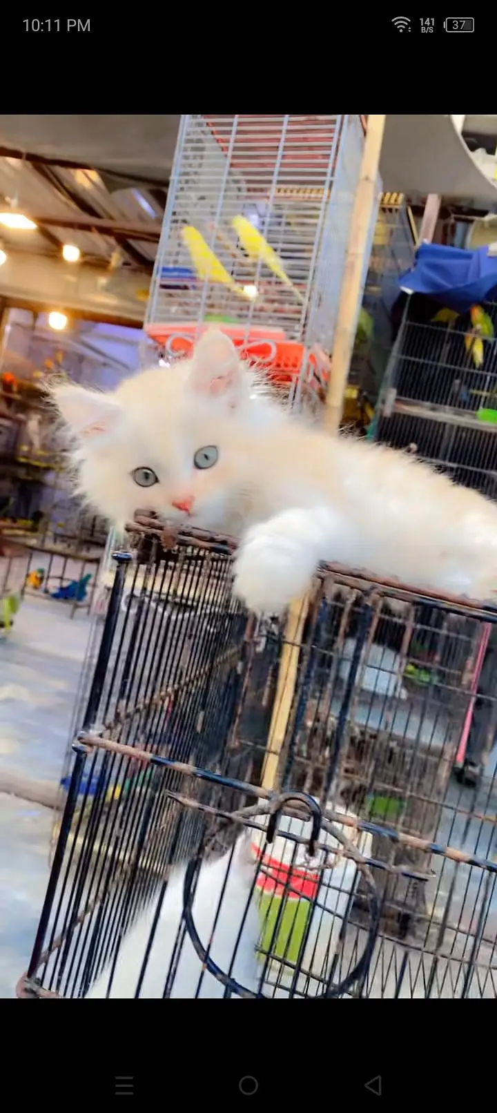 Quality Persian cat & Kittens. Male & female 03479996792. whatsapp — photo 2