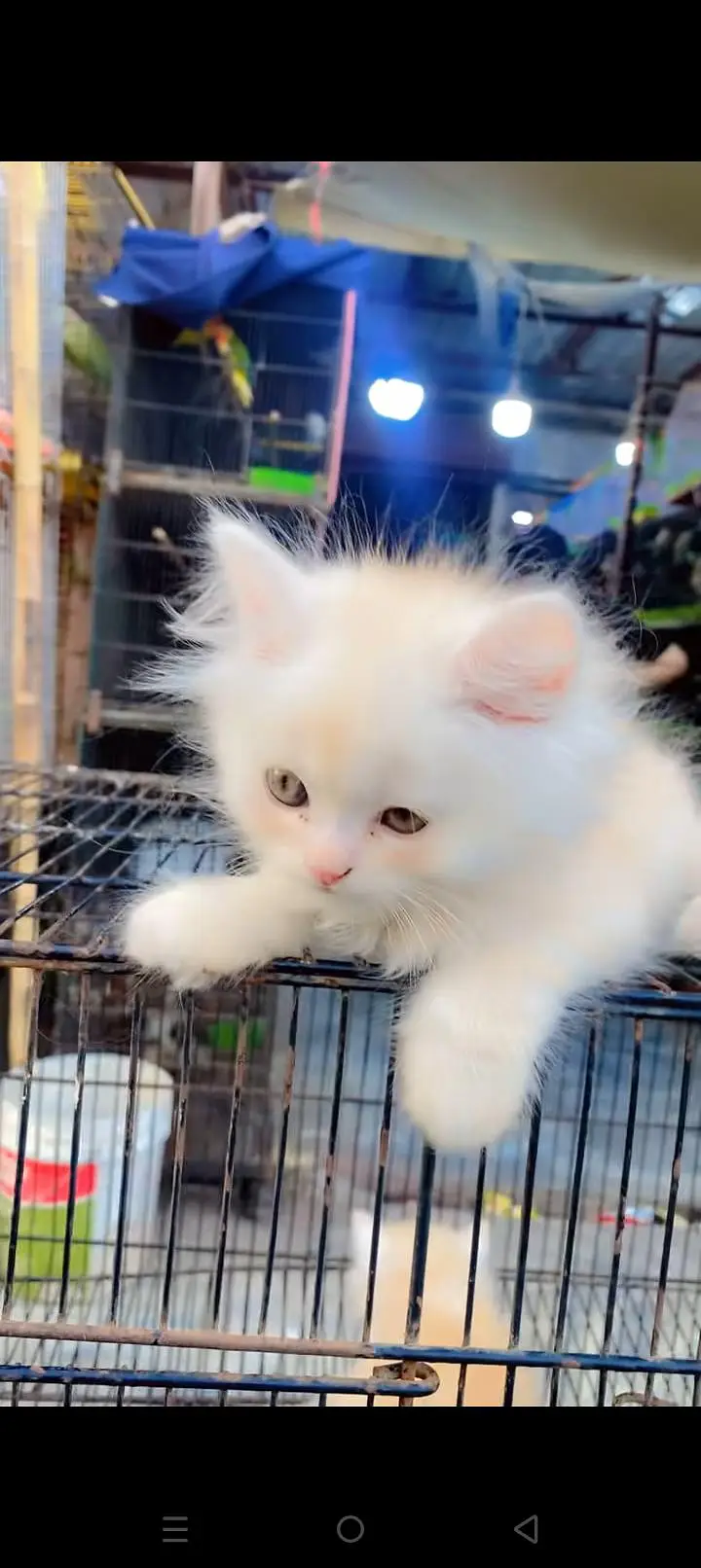 Quality Persian cat & Kittens. Male & female 03479996792. whatsapp — photo 3