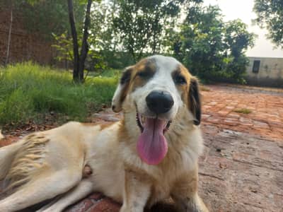 bakarwal gadii guard dog for sale