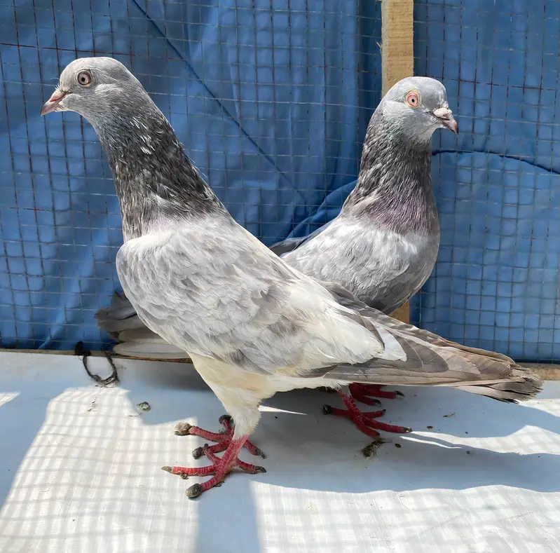 saleetta kamger bredr pair