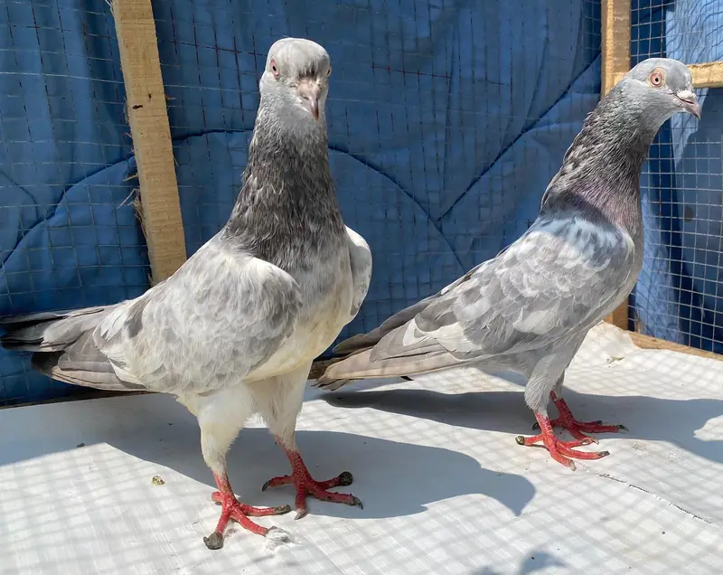 saleetta kamger bredr pair — photo 2