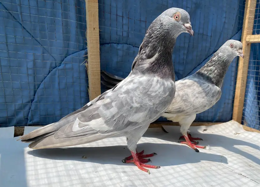 saleetta kamger bredr pair — photo 4