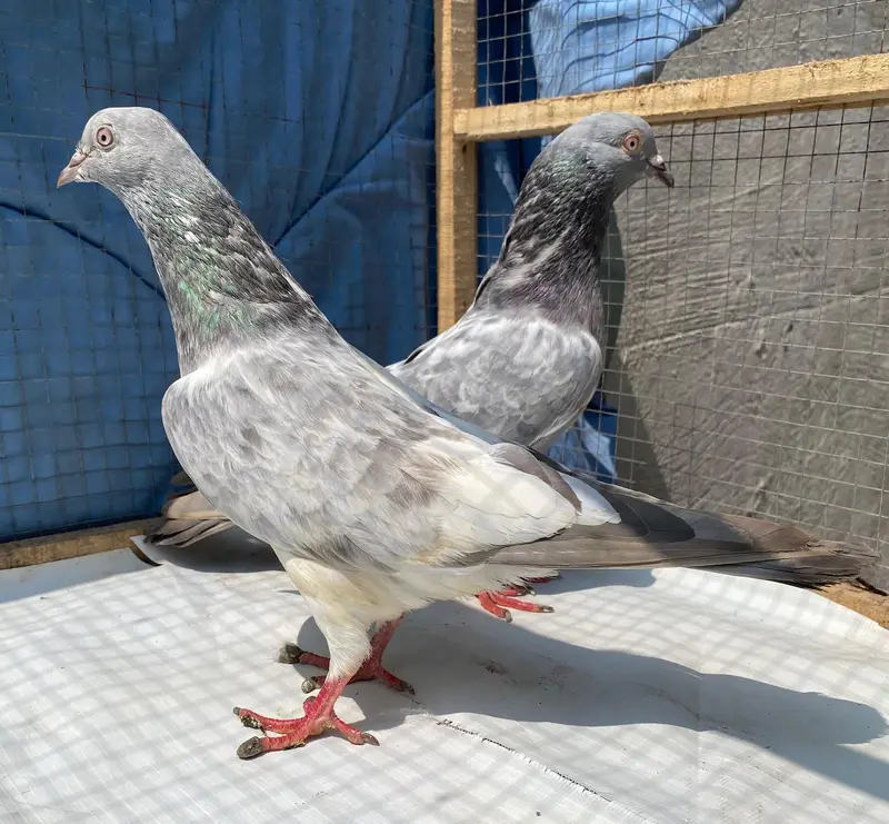 saleetta kamger bredr pair — photo 5