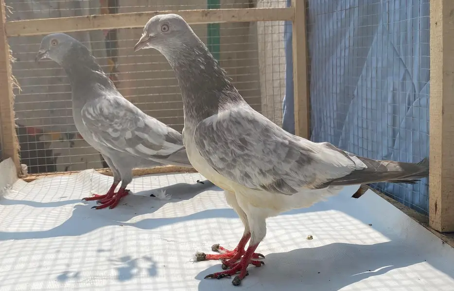 saleetta kamger bredr pair — photo 6