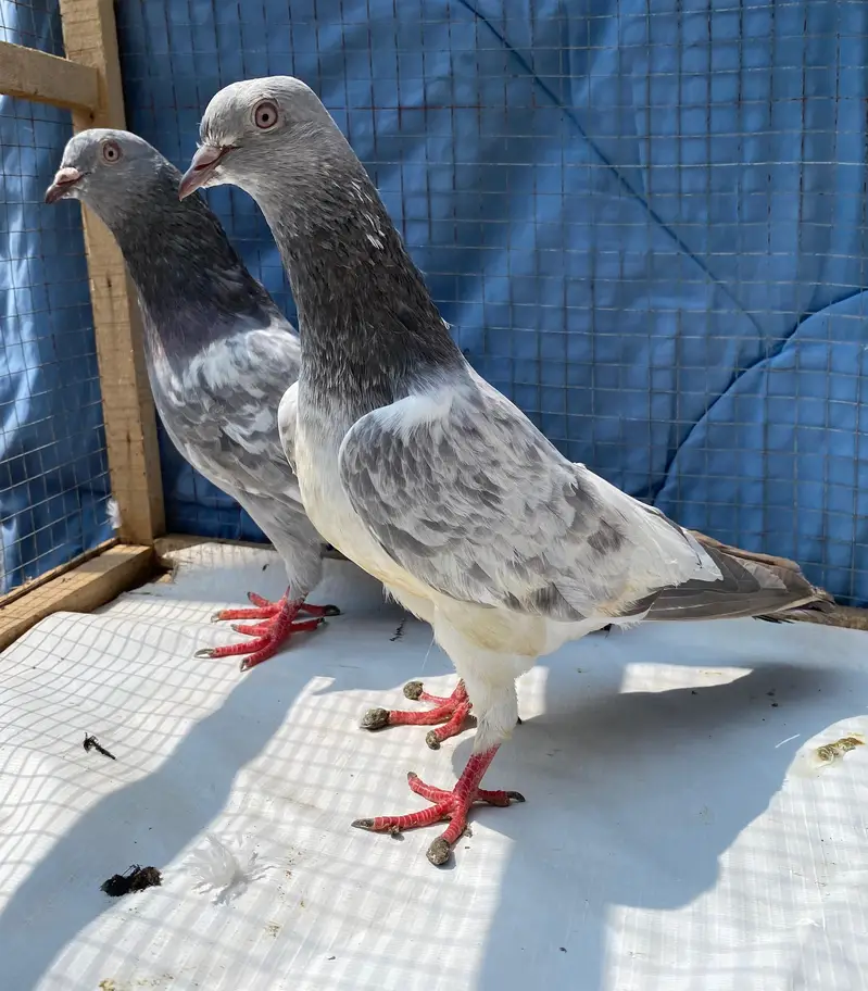 saleetta kamger bredr pair — photo 10