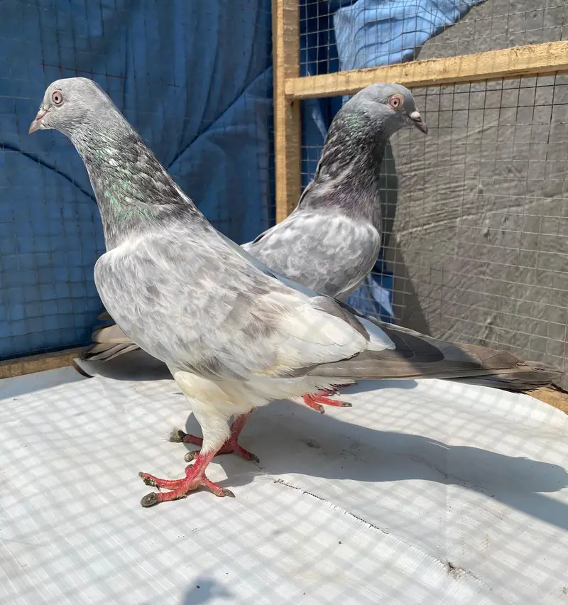 saleetta kamger bredr pair — photo 12