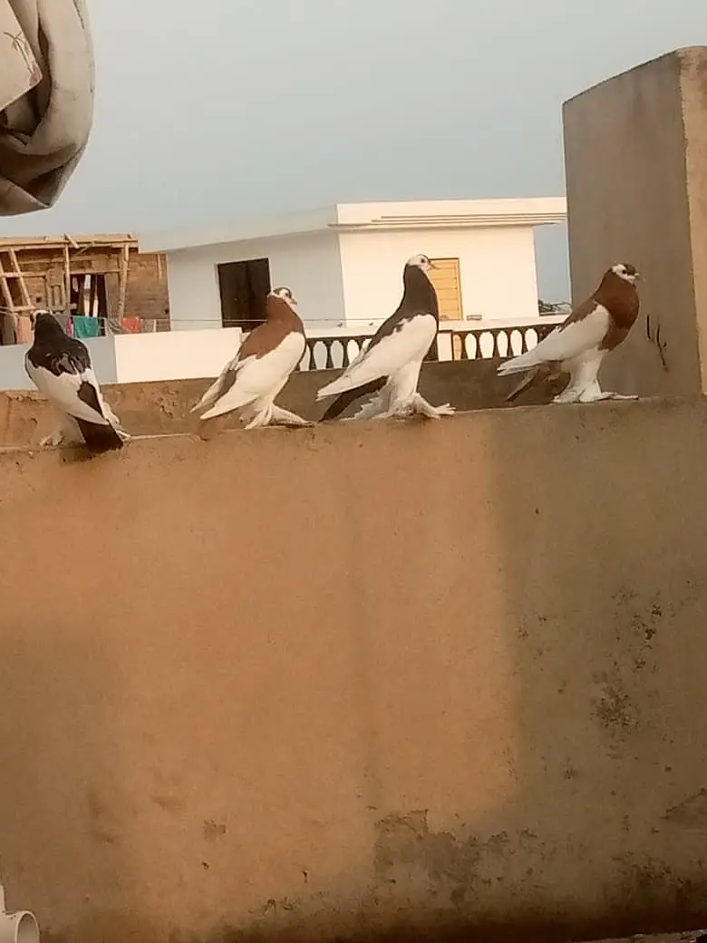 3 Nasal k Khaboothar For Sell