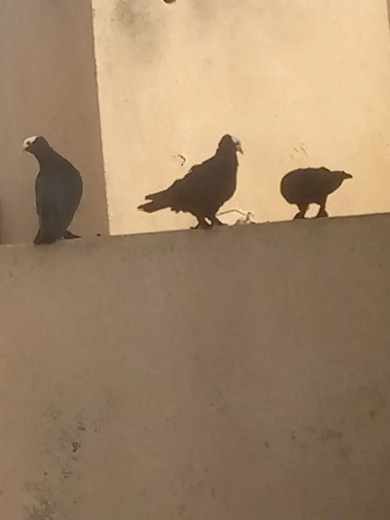 3 Nasal k Khaboothar For Sell — photo 3
