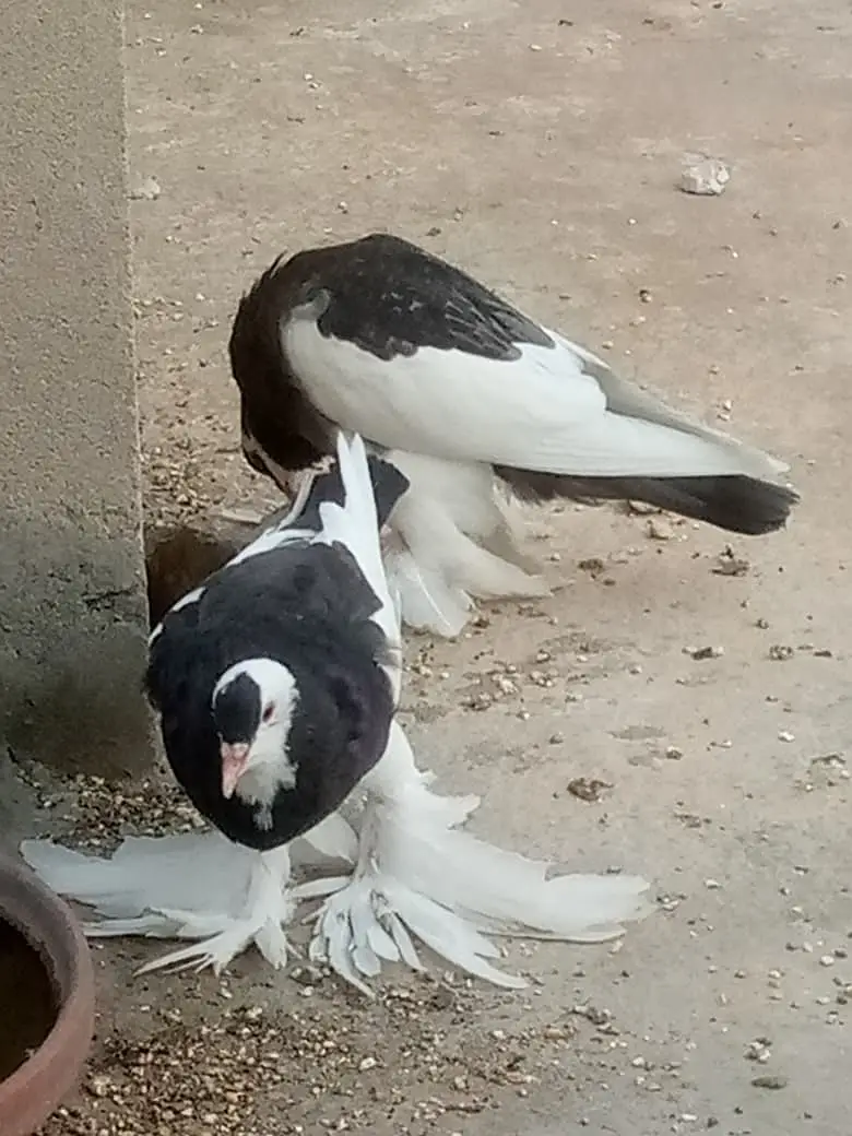 3 Nasal k Khaboothar For Sell — photo 5