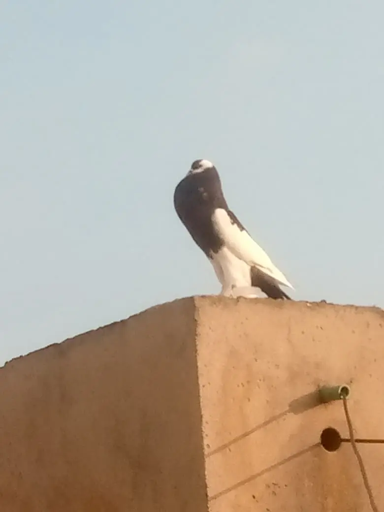 3 Nasal k Khaboothar For Sell — photo 9