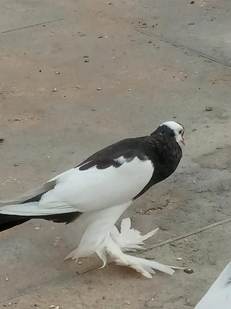 3 Nasal k Khaboothar For Sell — photo 10