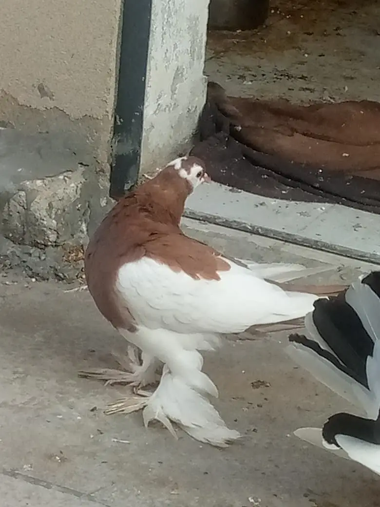 3 Nasal k Khaboothar For Sell — photo 11