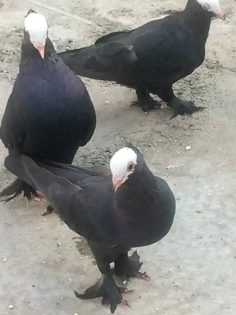 3 Nasal k Khaboothar For Sell — photo 12