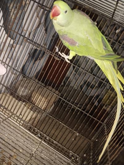 Kashmiri raw male fore sale