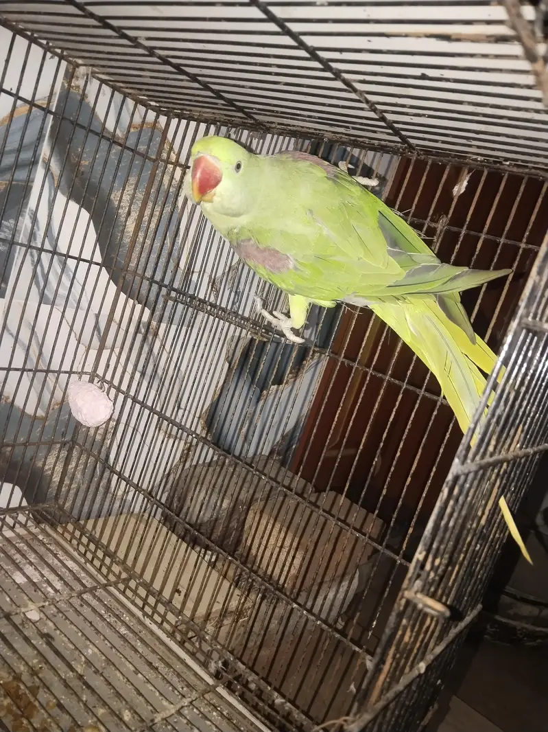 Kashmiri raw male fore sale — photo 2