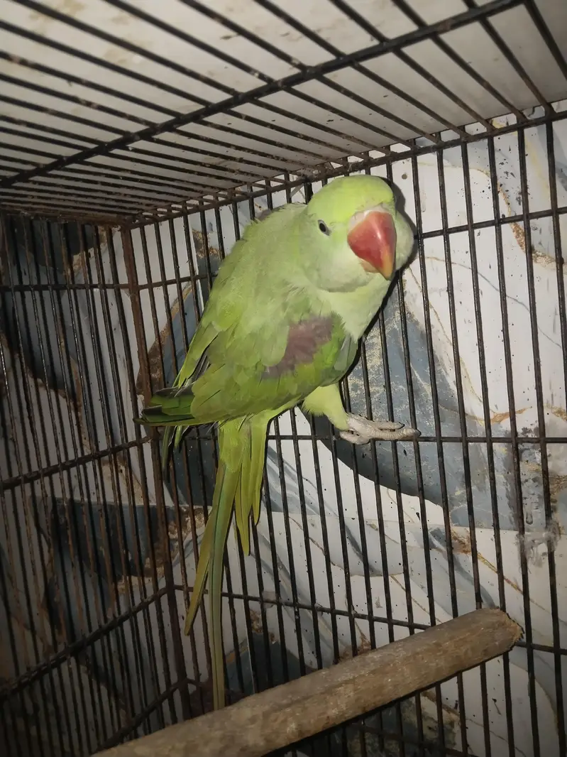 Kashmiri raw male fore sale — photo 3
