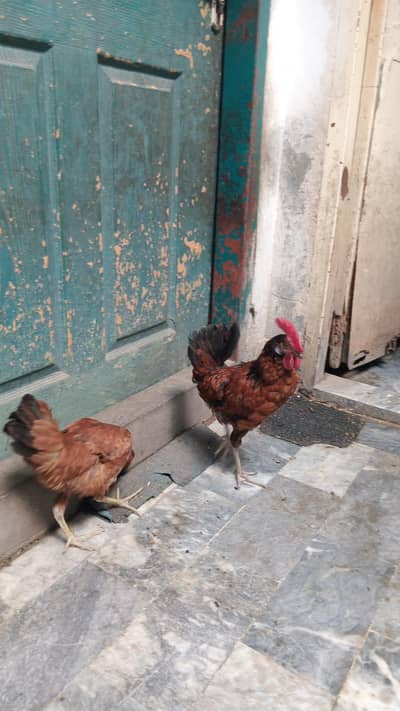 2 murge ek murgi
